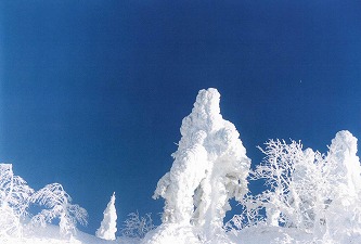 蔵王の樹氷原２